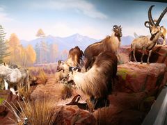 -陕西自然博物馆