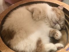 -滚猫咖啡·猫咖·猫友好撸猫(未来城店)