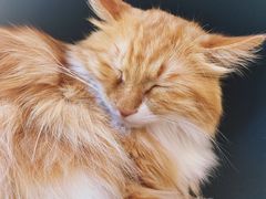 -平行世界·猫咖(首经贸店)