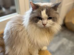 -楼上猫咖(罗湖店)