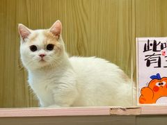 -屋虎猫馆(宝安大仟里店)