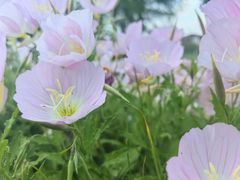 -阳澄湖半岛旅游度假区
