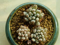 -双季花艺园艺市场(浦东店)