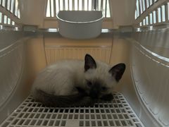 -瑞派宠物医院·犬猫全科·猫友好(宾水西道店)