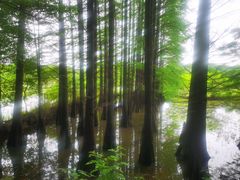 -东湖落雁景区