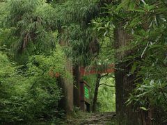 -天目山大树王景区