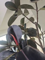 -HEYAN荷妍专业脱毛连锁机构