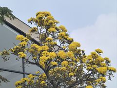 -东莞植物园
