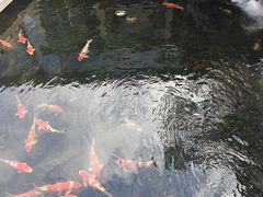 -小陆莲花蟹园农家乐(莲花岛店)