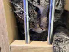 -1013 PET SHOP精品宠物商店(丁香店)