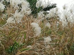 -上海滨江森林公园