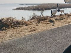 -盐城丹顶鹤湿地生态旅游区