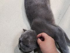 -藏猫猫咖啡主题馆(中央大道店)