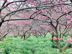 -上海海湾国家森林公园