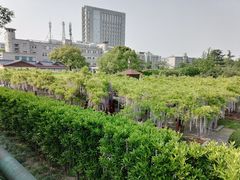 -嘉定紫藤园