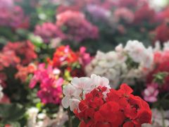 -芽庄珍珠岛游乐园