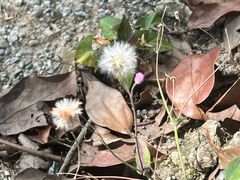 -尚果生态采摘园