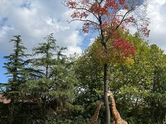 -上海野生动物园