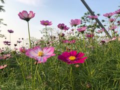 -芒洲湿地公园