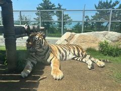 -西霞口神雕山野生动物世界