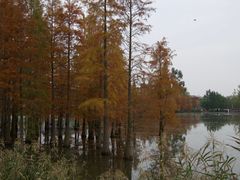 -白鹭湾湿地公园