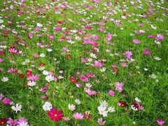 -木洞河街