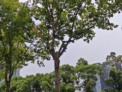 -重庆市江北嘴中央商务区中央公园