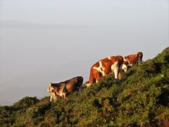 -灵山