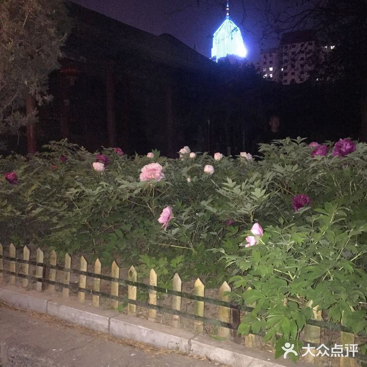 夜幕低垂、繁星少歇，拎着一袋猫粮和两块炸带鱼来找咪咪