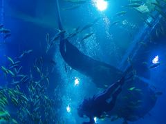 -成都浩海立方海洋公园