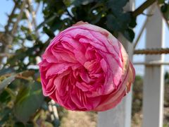 -漩门湾国家湿地公园