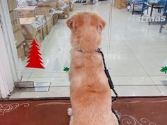 -翊宠yipet猫狗购宠庄园犬舍•猫舍