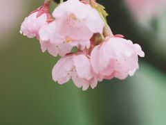-顾村公园