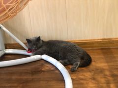 -绒爪撸猫下午茶·猫咖