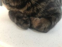 -纳吉亚猫专科动物诊疗中心(蒋宅口分院)