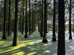 -渌洋湖湿地公园