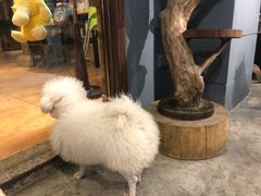 -more than meow吴止猫主题餐厅(承德 中船汇店)