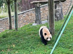 -卧龙中华大熊猫苑神树坪基地
