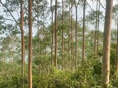 -汕头莲花山度假村温泉