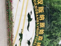 -西双版纳原始森林公园