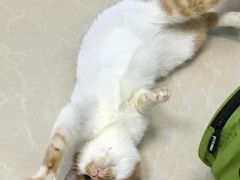 -瑞鹏宠物医院华南总院·夜诊·心脏科·骨科