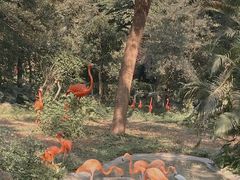 -深圳野生动物园