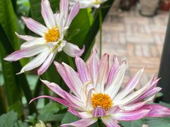 -泉乐坊步行街(烟酒特产平价超市店)