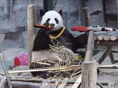 -栾川竹海野生动物园