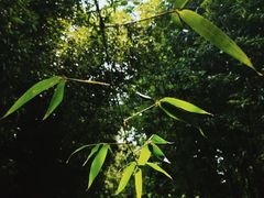 -皇家御河游(紫御湾码头)