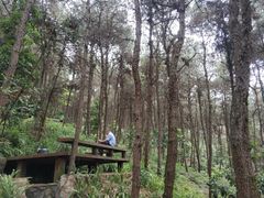 -铁山坪森林公园