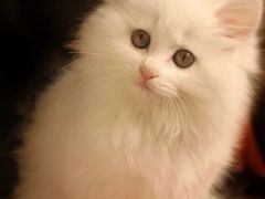 -潮香兴煲仔饭(莲花路店)