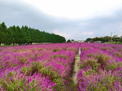 -嘉北郊野公园