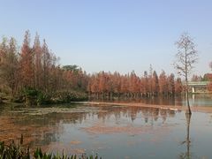 -白鹭湾湿地公园
