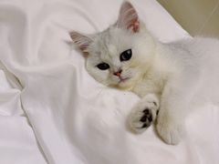 -屋虎猫馆(宝安大仟里店)